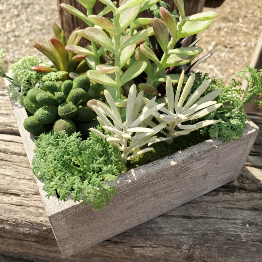 Cactus style plants/ wooden box